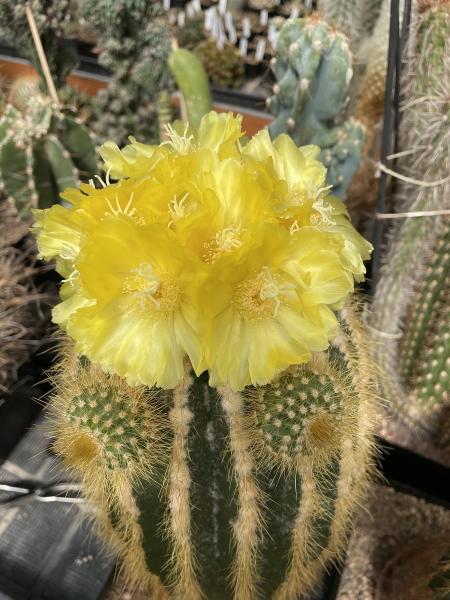 Eriocactus warasii